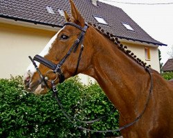 Pferd Kenay 3 (Ungarisches Warmblut)