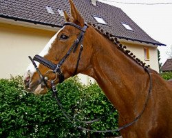 horse Kenay 3 (Ungarisches Warmblut)