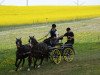 broodmare Babett (Welsh-Pony (Section B), 2000, from Chirk Fulmar)