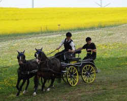 Zuchtstute Babett (Welsh Pony (Sek.B), 2000, von Chirk Fulmar)