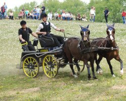 horse Fulmar's Fips (German Riding Pony, 2000, from Chirk Fulmar)