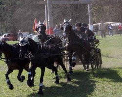 horse Kalina 26 (German Riding Pony, 2001, from Chirk Fulmar)