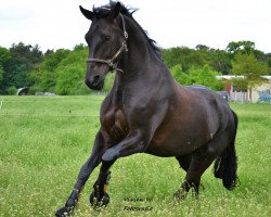 horse Wellensteyn (Oldenburg, 2004, from Wolkentanz I)