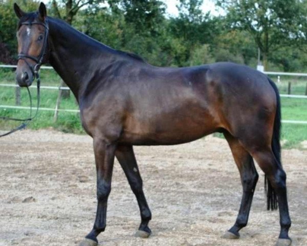 horse Ravenna 361 (Hessian Warmblood, 2004, from Robertico)