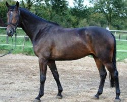 Pferd Ravenna 361 (Hessisches Warmblut, 2004, von Robertico)