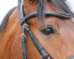 dressage horse Lennox 321 (Westphalian, 2007, from Larson)