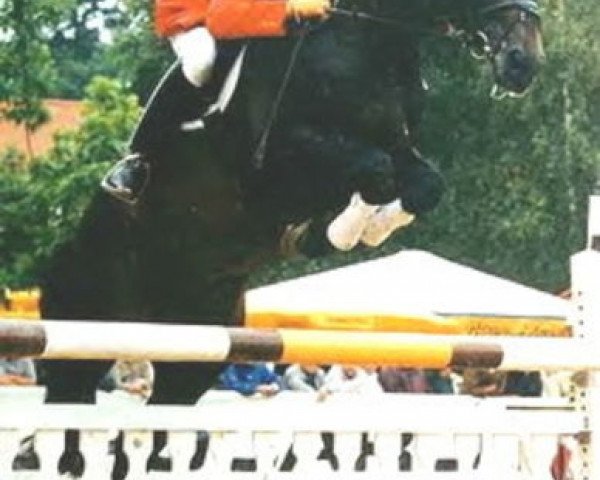 stallion Ratsherr (Württemberger, 1982, from Ricardo)