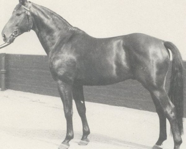 horse Westgote (Hanoverian, 1973, from Wolfsburg)