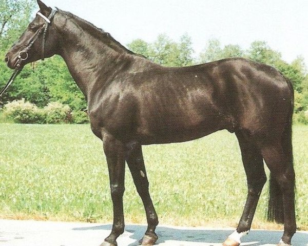 stallion Matcho Son (Hanoverian, 1984, from Matcho AA)