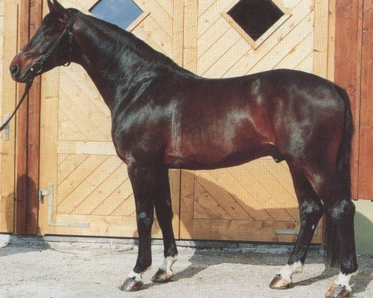 Deckhengst Auftritt (Oldenburger, 1983, von Aktuell)