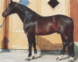 stallion Auftritt (Oldenburg, 1983, from Aktuell)