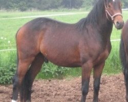 stallion Cabrall (Holsteiner, 2010, from Canto)