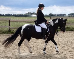 jumper Bella (Welsh-Cob (Sek. C), 2007, from Red)