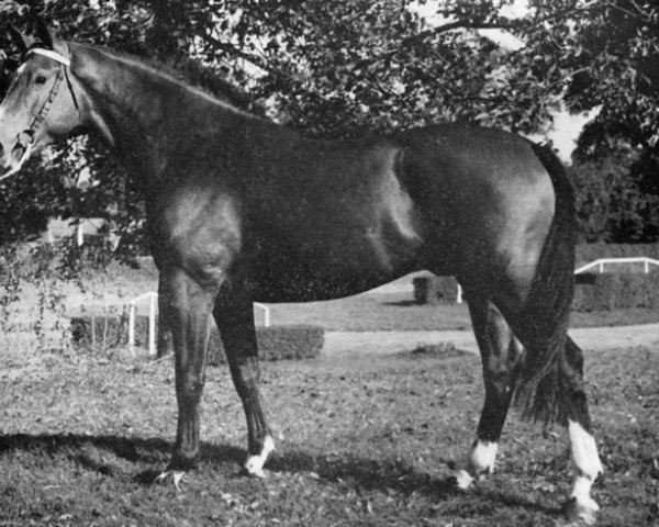stallion Corrent (Selle Français, 1968, from Tripoli)