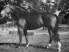 stallion Corrent (Selle Français, 1968, from Tripoli)