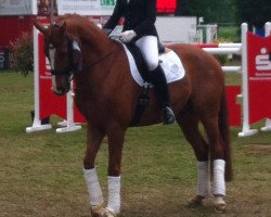 dressage horse Campari (Hanoverian, 2004, from Cordoba)