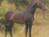 horse Indigo (Württemberger, 1977, from Ingo)