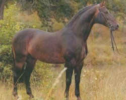 stallion Indigo (Württemberger, 1977, from Ingo)