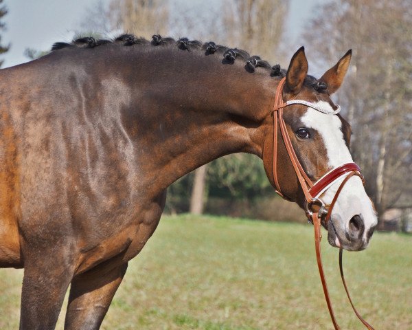 broodmare Beautiful Lady MK (Oldenburg,  , from Bretton Woods)