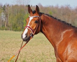 broodmare Zoomania (Oldenburg, 2019, from Zoom)