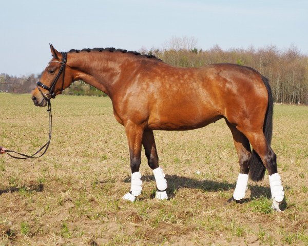 broodmare Conthara (Oldenburg show jumper, 2018, from Conthargos)