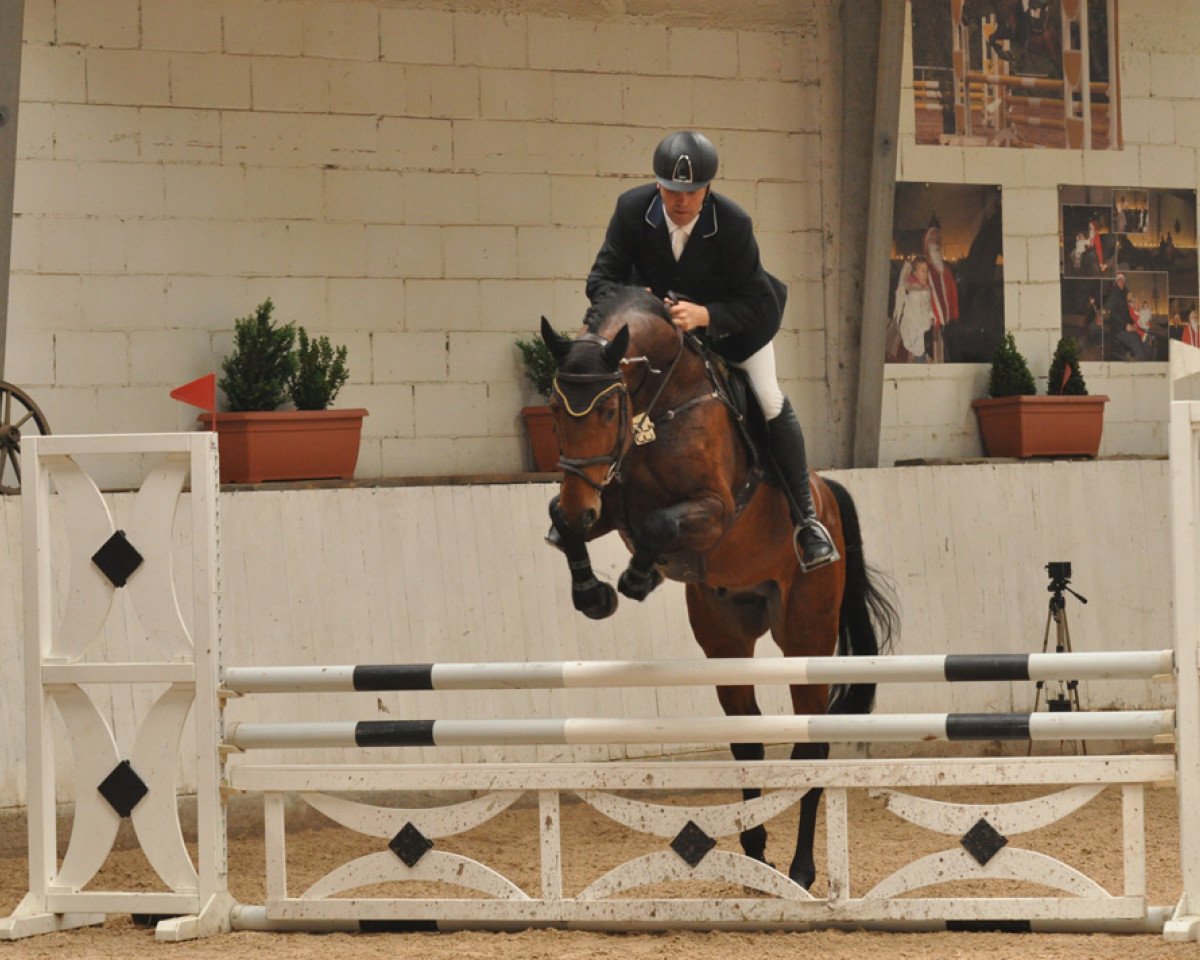 jumper Sun2safe C Est Le Boss (Holsteiner, 2008, from Crawford)