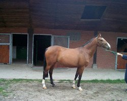 broodmare Ricarda (Westphalian, 1992, from Rivellino xx)