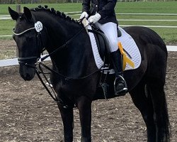 Springpferd Nigg Nova (Deutsches Reitpony, 2014, von Heidbergs Nancho Nova)