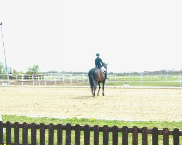 Reitturnier Kottingbrunn 2022
