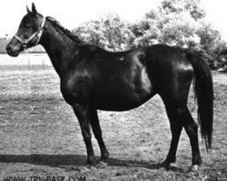 Zuchtstute Bespetschnost (Russisch Trakehner, 1967, von Pamir)