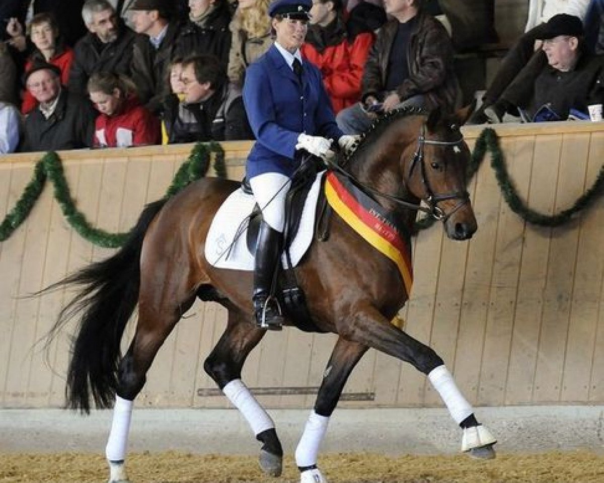 stallion Zauberfürst (Trakehner, 2004, from Interconti)