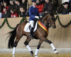 stallion Zauberfürst (Trakehner, 2004, from Interconti)