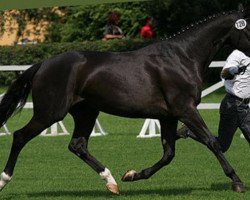 broodmare Donausonne vom Schimmelhof (Trakehner, 1963, from Pregel)