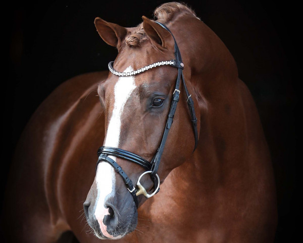 stallion Coeur Rouge (Oldenburg show jumper, 2019, from Conthargos)