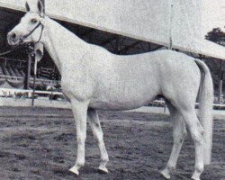 broodmare Verbum (Trakehner, 1964, from Pregel)