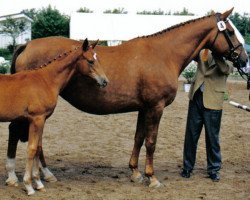 broodmare Ilexa III (Trakehner, 1987, from Parforce)