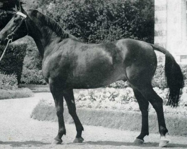 stallion Solitaire (Selle Français, 1962, from Valesco xx)