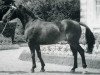 stallion Solitaire (Selle Français, 1962, from Valesco xx)
