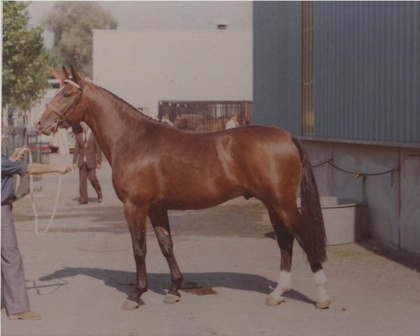stallion Imitateur (Selle Français, 1974, from Cactus)