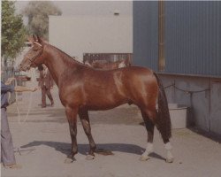 stallion Imitateur (Selle Français, 1974, from Cactus)