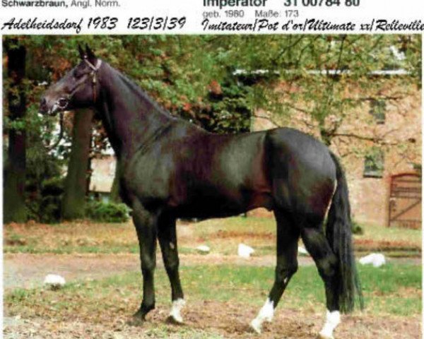 horse Imperator (Selle Français, 1980, from Imitateur)