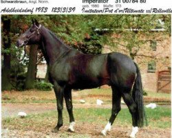 stallion Imperator (Selle Français, 1980, from Imitateur)