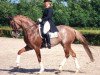 dressage horse Cleopatra (Holsteiner, 1998, from Cavalir)