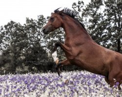 horse Markatta Agadir (Arabian thoroughbred, 2015, from Mansoor EAO)