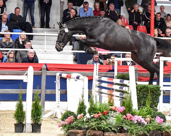 stallion Qlassic Touch (Zangersheide riding horse, 2019, from Quick Star)
