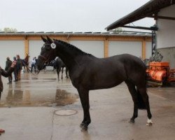 broodmare Too Hot to Handle 2 (Holsteiner, 2009, from Diarado)