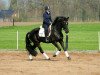 dressage horse Fina Royal G (Westphalian, 2009, from Floresco NRW)