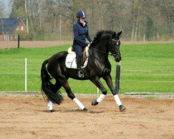 dressage horse Fina Royal G (Westfale, 2009, from Floresco NRW)