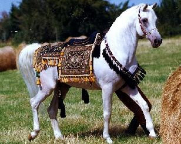 stallion Mascat 1976 ox (Arabian thoroughbred, 1976, from Aswan 1958 EAO)
