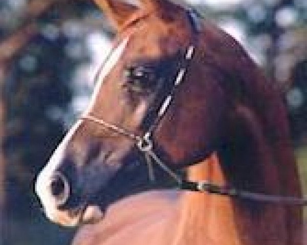 broodmare Ghamal Damal 1990 ox (Arabian thoroughbred, 1990, from Amal 1980 ox)